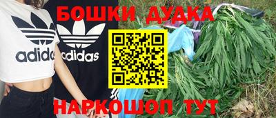 стафф Кингисепп
